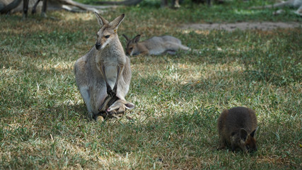 Australian Eastern mother grey kangaroo with her baby in a wild, Australia © Michaela