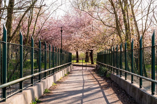 Pathway to the Cherry Blossom