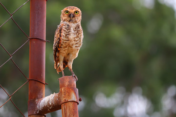 Owl staring at the camera with amazing yellow eyes!