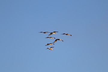 Pelican V