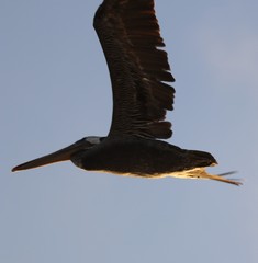Pelican