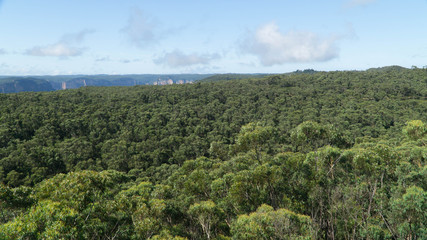 Fototapeta na wymiar View of canyon in the middle of Springbrook national park, Australia