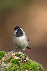Cute little forest bird. Dark green nature background. Bird: Sombre Tit . Poecile lugubris.