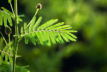 Ferny Leaves On Branch