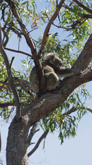 Lazy wild koala sitting on branch of eucalyptus tree in Raymond Island, South Australia