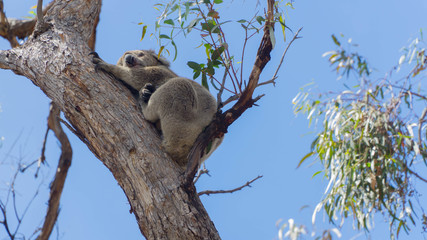 Sleeping lazy wild koala in Raymond Island, South Australia
