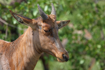 Leierantilope oder Halbmondantilope / Common Tsessebe / Damaliscus lunatus