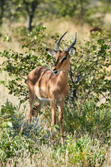 Blackfaced impala (Aepyceros melampus petersi)