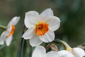 Blossom of the small cupped narcissus Barret Browning