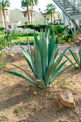 big cactus grows out of the ground