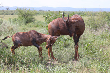 Leierantilope oder Halbmondantilope / Common Tsessebe / Damaliscus lunatus........