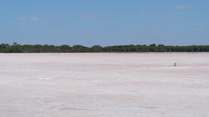 Naklejka premium One of large Pink salt lakes in South Australia territory, Australia