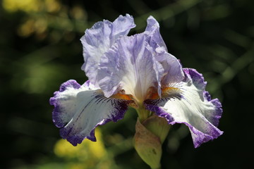 Purple Iris