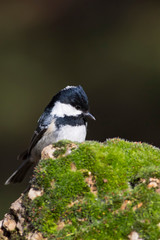 Cute little bird. Nature background. Bird: Coal Tit. Periparus ater.