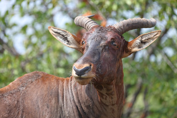 Leierantilope oder Halbmondantilope / Common Tsessebe / Damaliscus lunatus
