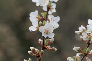 Blossoms of a Nanking cherry, Prunus tomentosa