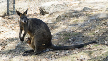 Australian Eastern mother grey kangaroo with her baby in a wild, Australia © Michaela