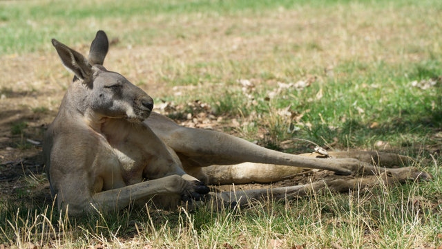 Posing funny muscular gray kangaroo, Australia
