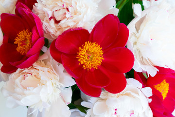 Hyacinth fresh flowers