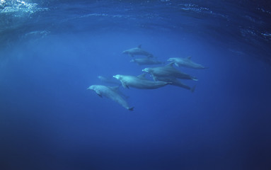 Obraz na płótnie Canvas Common bottlenose dolphin, tursiops truncatus, Atlantic bottlenose dolphin