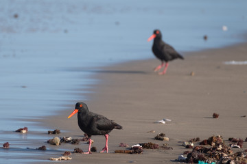 Pair of black African oystercatchers on the sand on the Oystercatcher Trail. Photographed in...