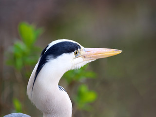 Tokyo,Japan-April 16, 2019: Closeup of Gray heron, grey heron or Ardea cinerea