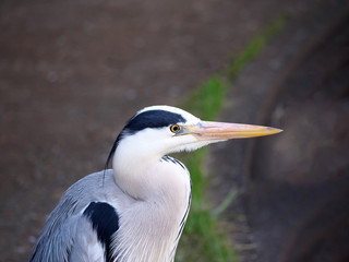 Tokyo,Japan-April 16, 2019: Closeup of Gray heron, grey heron or Ardea cinerea