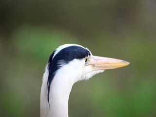 Obraz premium Tokyo,Japan-April 16, 2019: Closeup of Gray heron, grey heron or Ardea cinerea