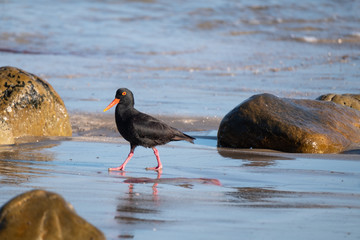 African penguin at Boulders Beach in Simonstown, Cape Town, South Africa.