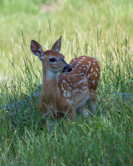 Fawn