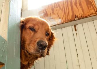 Golden Retriever Dog