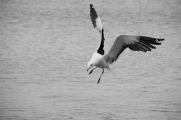 seagull