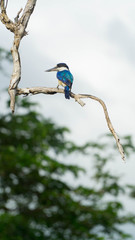 Blue Forest Kingfisher sitting on the branch in Kakadu National Park, Australia