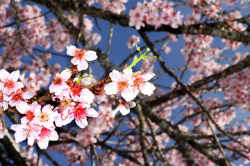 cerejeira sakura blossom cherry
