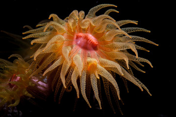 A Tubastrea cup coral polyp grows on a reef in Lembeh Strait, Indonesia.