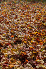 Leaves