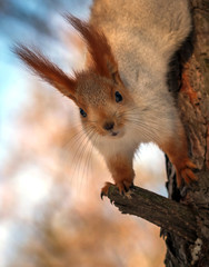 squirrel on a pine tree. wild animals. endangered species.
