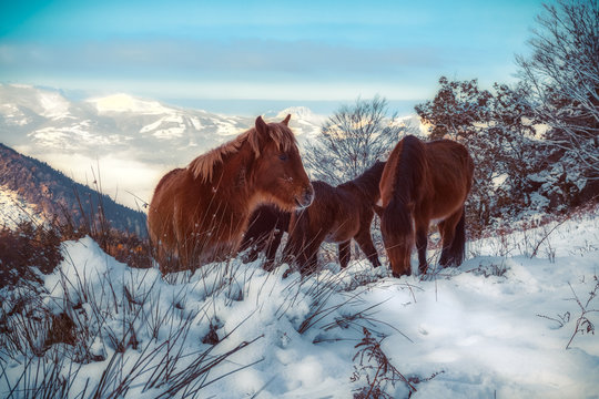 red wild horses in the snow
