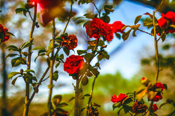 Garden red rose in Chinese park.
