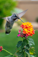 Fototapeta na wymiar Beautiful Hummingbirds