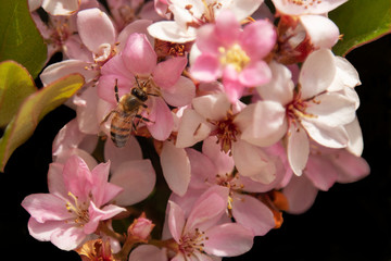 Close Up of a Bee on Small Pink Flowers