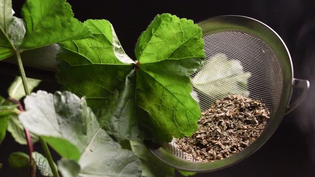 Malva sylvestris ft8104_0321 Wilde Malve &Mu;&omicron;&lambda;ό&chi;&alpha;