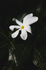 Naklejka na ściany i meble white flower on black background