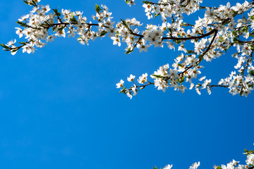 Beautiful floral spring abstract background of blossoming cherry tree. Twigs densely covered with white flowers. Perfect as a background, left copy space for any content. Beautiful blue sky