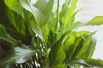 Large leaves of spathiphyllum, illuminated by bright sunlight, indoor plant closeup in soft blurred style for background.