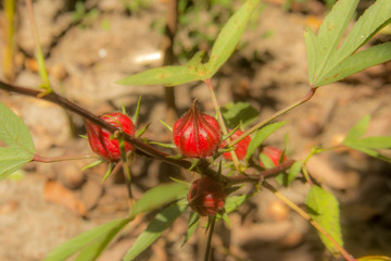  Brazilian cuisine plant