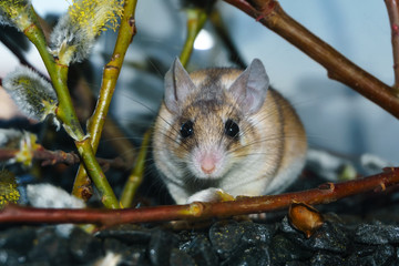 cute mouse among the branches of flowering willow