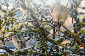 cute mouses among the branches of flowering willow © Evgeny