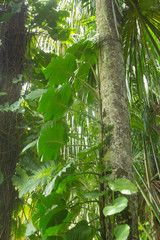 climbing plant Amazon