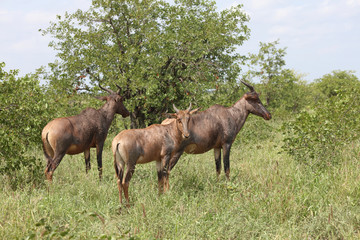 Obraz premium Leierantilope oder Halbmondantilope / Common Tsessebe / Damaliscus lunatus